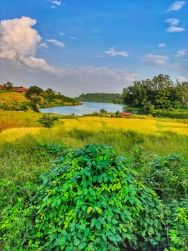 Field and sky of Badlapur in India