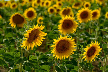 sunflower fields, South Moravia, Czechia
