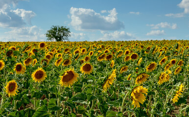 Obraz premium sunflower fields, South Moravia, Czechia