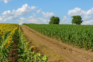 Fototapeta na wymiar sunflower fields, South Moravia, Czechia