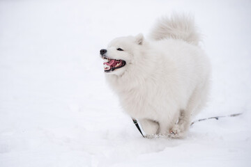Samoyed white dog is running on snow outside
