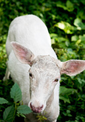 Fototapeta premium White Deer Portrait