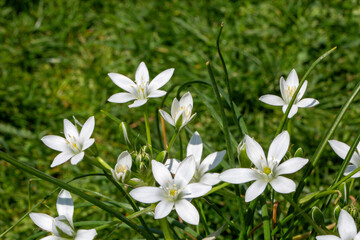 Close-up photo of white fairy lilies (Zephyranthes Candida). These magnificent flowers blossom shortly after its rain in places where it is seen that monsoon climate.