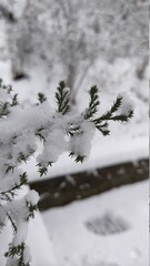 snow covered trees