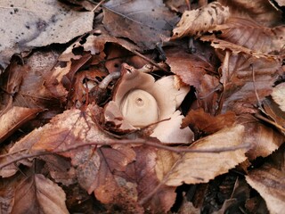 Erdstern im Winterwald, Pilze im Winter in heimischen W&auml;ldern, Winterpilze 