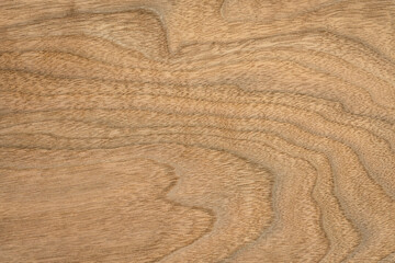 background and texture of wood veneer - walnut tree