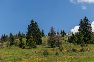 forest in the mountains