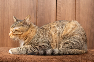 A small kitten sleeps at home on its blanket with outstretched paws. The cat has closed eyes and protruding ears.