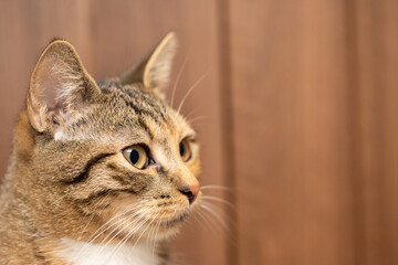 Close up of a cat's head looking straight ahead. Kocica watches the room from above. The cat has open eyes and protruding ears.