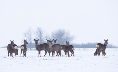 Group of delicate wild deer (dama dama) in winter landscape, on the field outside the forest. Selective focus