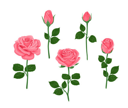 Pink roses of different shapes set. Vector illustration of blooming flowers and buds with stems and green leaves in cartoon flat style.