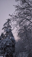 snow covered trees