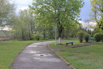 wet paved road in the park in the summer on the right there is a bench and a green tree