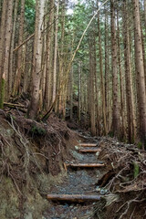 A hiking trail winds through a green forest covered in tree roots
