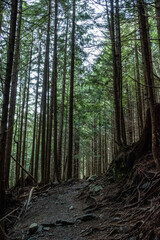 A hiking trail winds through a green forest covered in tree roots