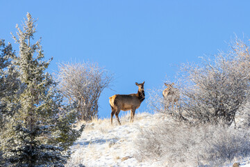 Herd of Rocky Mountain Elk