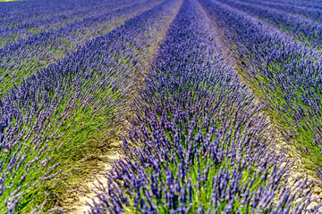 Naklejka premium lavender field