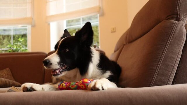 Border Collie Plays with Rubber Bone on Couch. Black and White Dog Chews its Toy on Sofa Inside.