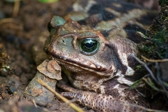 Rhinella marina, known as the Cane Toad, is a frog native to Central and South America. This one was photographed in São Paulo, Brazil.