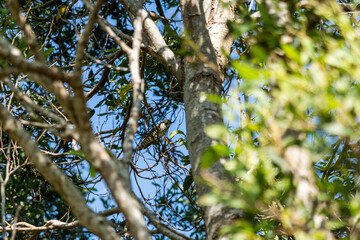 shining cuckoo between the branches