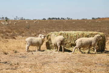 Naklejka na ściany i meble Flock of sheep feeding from large hay bale and feeder