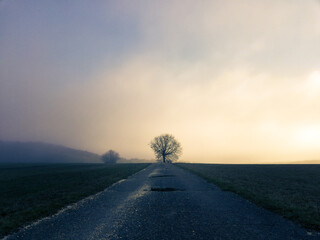 Baum zwischen den Welten