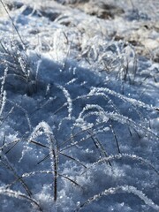 ice covered branches
