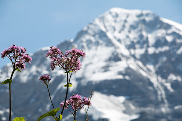 Pink flower with the Eiger North Face in the background, Switzerland