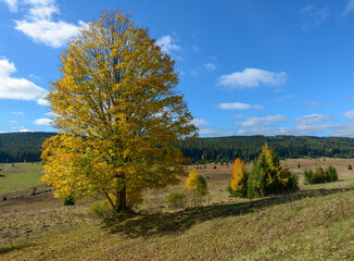 autumn in Sumava, Sumava National Park, Czechia