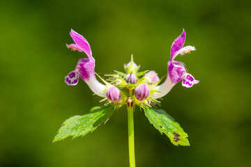 Close up picture of a Common hedgenettle, also known as purple betony from the Lamiaceae family in front of a green background. It is native to Europe.