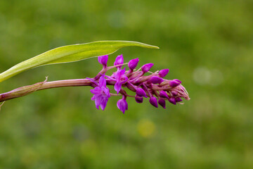Close up picture of a Common hedgenettle, also known as purple betony from the Lamiaceae family in front of a green background. It is native to Europe.