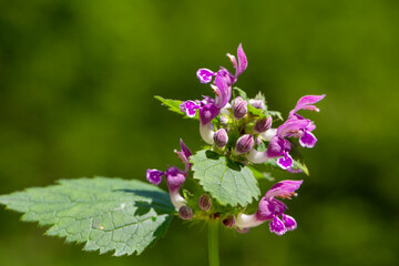 Close up picture of a Common hedgenettle, also known as purple betony from the Lamiaceae family in front of a green background. It is native to Europe.