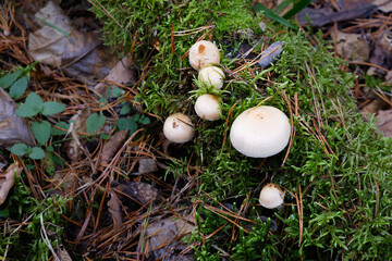 mushrooms on a fallen tree covered with moss, close-up