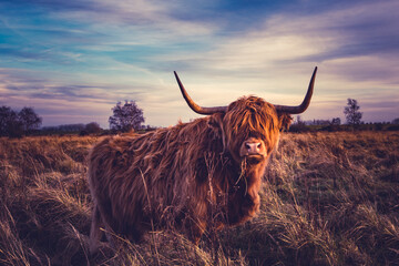 
Scottish highlands bull cows in a Dutch nature reserve, in Dinteloord. photo taken 16-12-2020 - obrazy, fototapety, plakaty