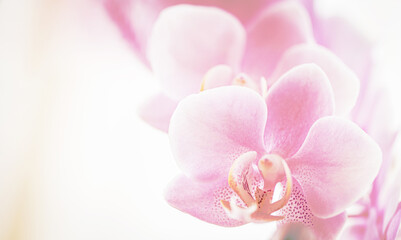 Naklejka na ściany i meble Orchideenblüten in rosa pink mit Freiraum Hintergrund hell