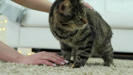 Cute one-eyed kitty caresses about female hands. Volunteer girl sheltered an abandoned crippled animal.