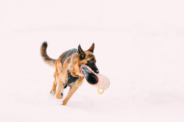 German Shepherd Dog Holding Training Sleeve In Jaws And Running On Snow. Winter Training Of Purebred Adult Alsatian Wolf Dog. Dog Is Dressed In A Special Training Suit Wear