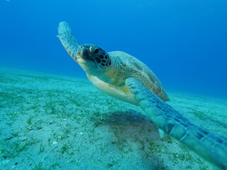 sea turtle underwater swim slow motion with sun ocean scenery blue water
