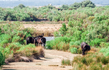 Horses grazing on riverbank