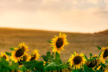 SUNFLOWERS IN THE FIELDS OF ANDALUCIA