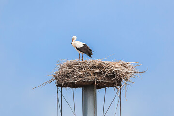 White stork on nest