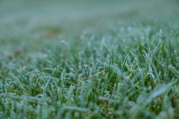Frozen grass leaves close up in the winter morning