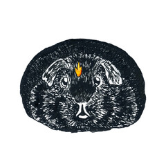 Guinea pig rodent line, pen drawing