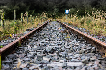 railroad tracks in the forest