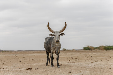 a bull with huge big horns stands in a dry valley of the desert and looks into the dry distance