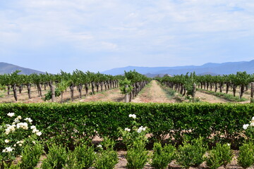 Winery Vine Rows