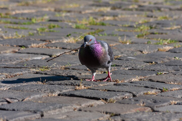 The pigeon is on a stone pavement of cubes