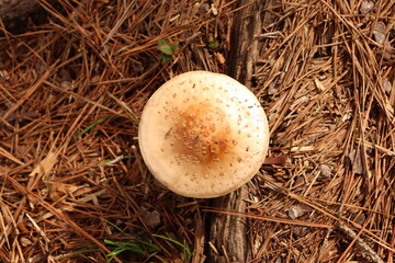 Mushroom at the forest close up