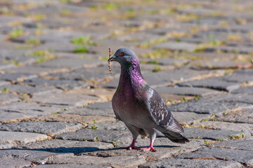 The pigeon is on a stone pavement of cubes