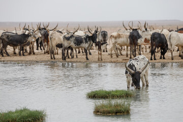 Obraz premium a herd of cows and bulls sees water from a pond